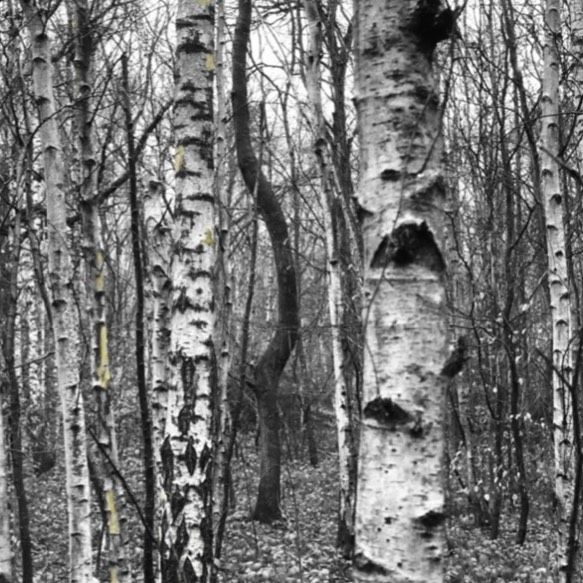 Birch trees.
Commission work. 2021.
Photography on aluminium.

#birch  #birchbark #birchtree #birchtrees