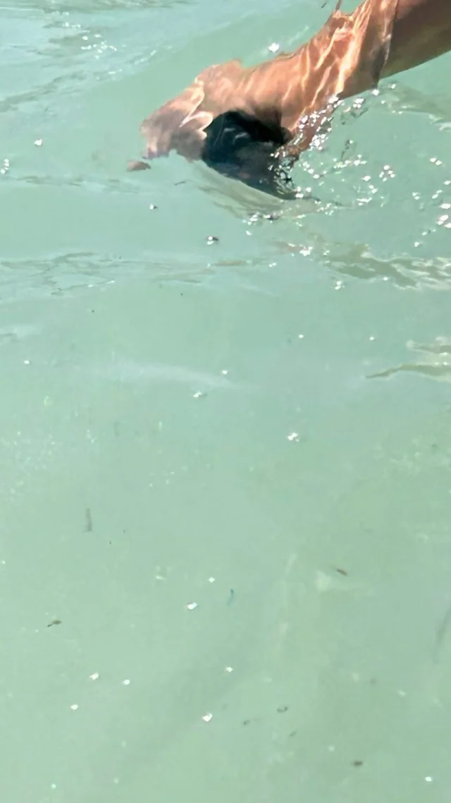 Micro and macro plastics collected to convert onto cyanotypes for my ongoing project, Shores of plastic.

Shores of plastic project. Work in progress. 
#zerowaste #zerowastetynemouth #plasticfree #plasticfreeliving #jardrop #surfersagainstsewage #shoresofplastic #northtynesidecouncil #bringyourown #reuse #reduce #recycle #trashtag #ecoliving #noplastic #plasticfree #cyanotype  #sinplastico #sinplastico #nomasplastico #shoresofplastic #gloriaceballos #menorcasinplastico #menorcaneta #plasticfreemenorca #shoresofplasticgloriaceballos